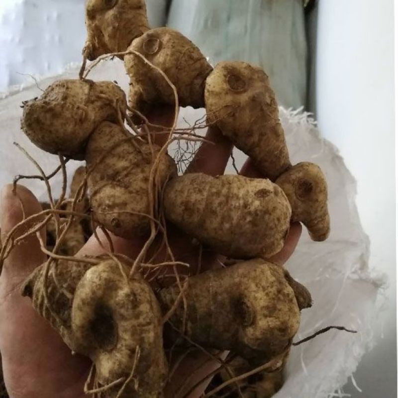 新鲜黄精现挖现发鸡头黄精深山生老虎姜鸡头甜黄精