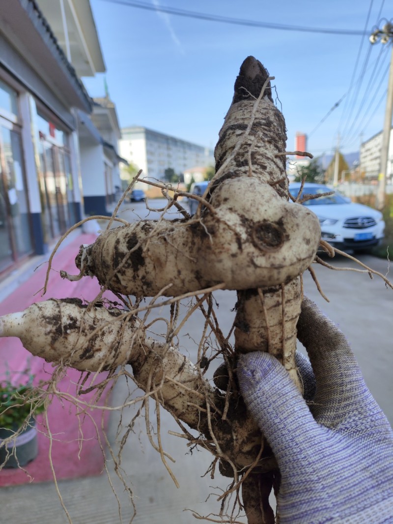 新鲜黄精现挖现发鸡头黄精深山生老虎姜鸡头甜黄精