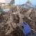 新鲜黄精现挖现发鸡头黄精深山生老虎姜鸡头甜黄精