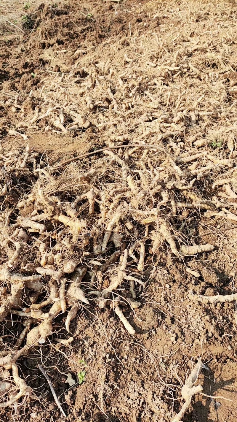 新鲜黄精现挖现发鸡头黄精深山生老虎姜鸡头甜黄精