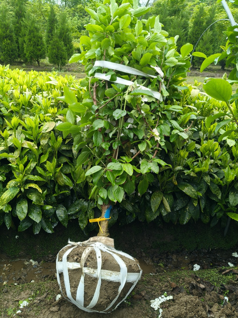 中华木绣球D4cm、5cm，基地有量欢迎订购。