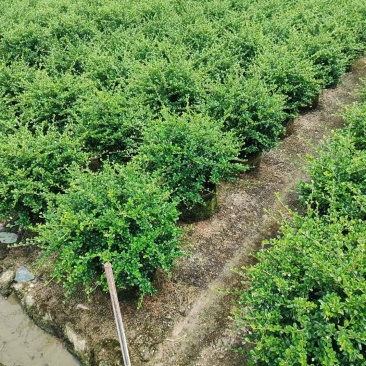 福建茶各规格都有