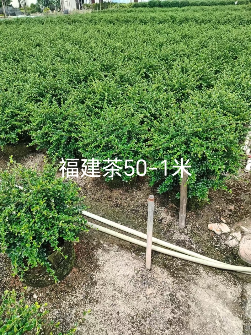 福建茶各规格都有