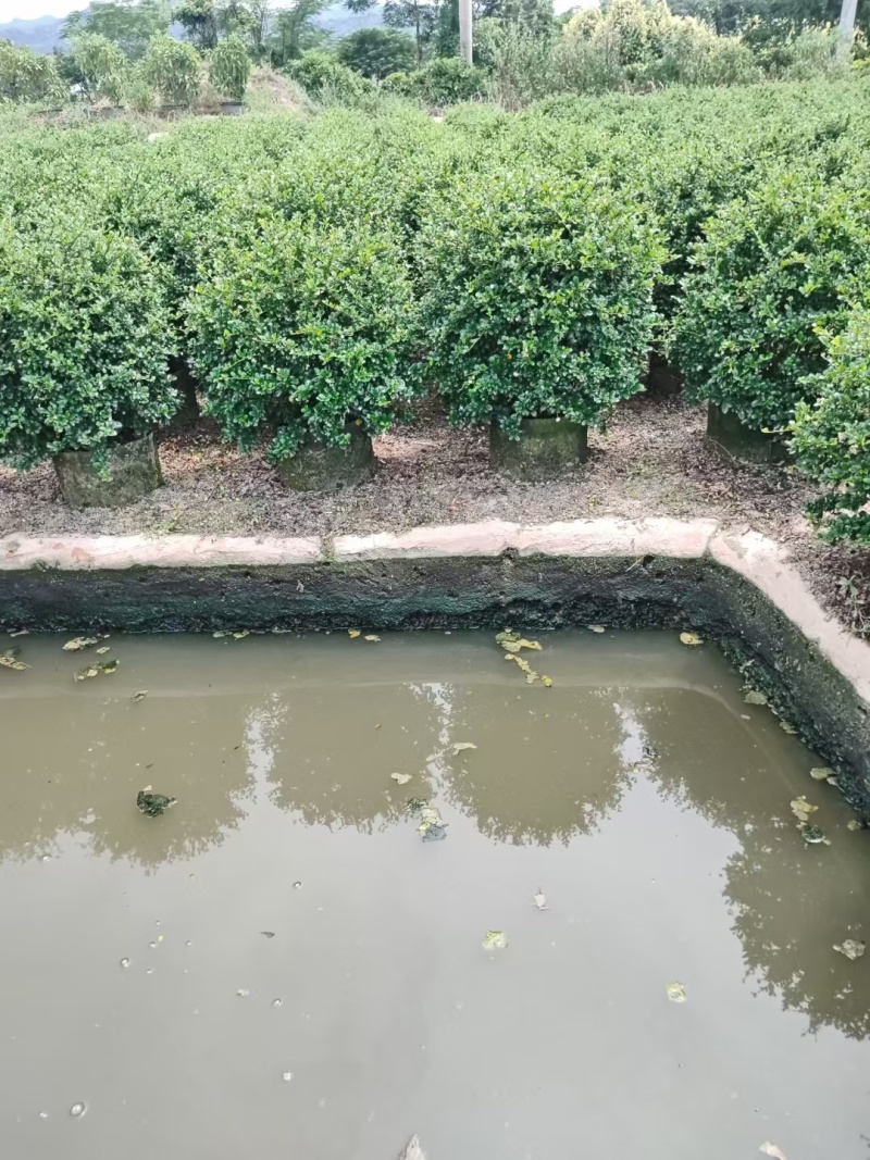 福建茶各规格都有