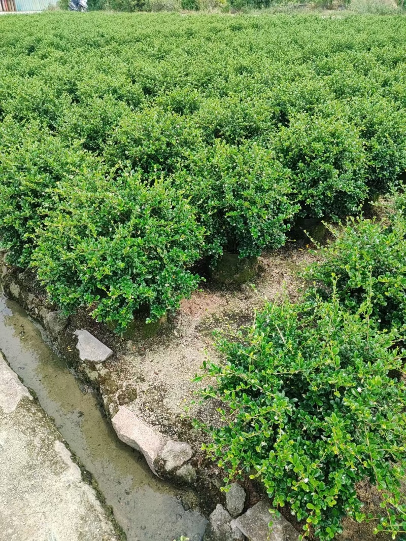 福建茶各规格都有