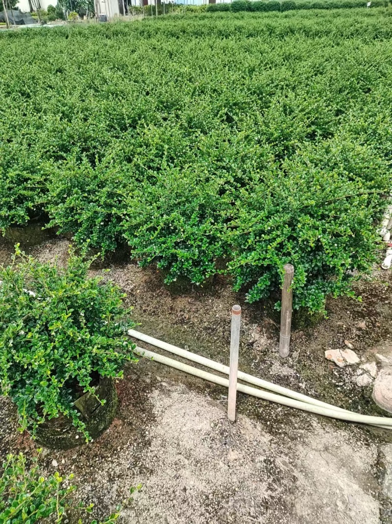 福建茶各规格都有