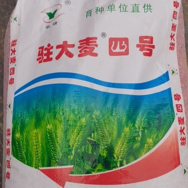 精品大麦种子货源充足量大从优质量保证欢迎咨询