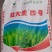 精品大麦种子货源充足量大从优质量保证欢迎咨询