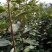 阳丰甜柿