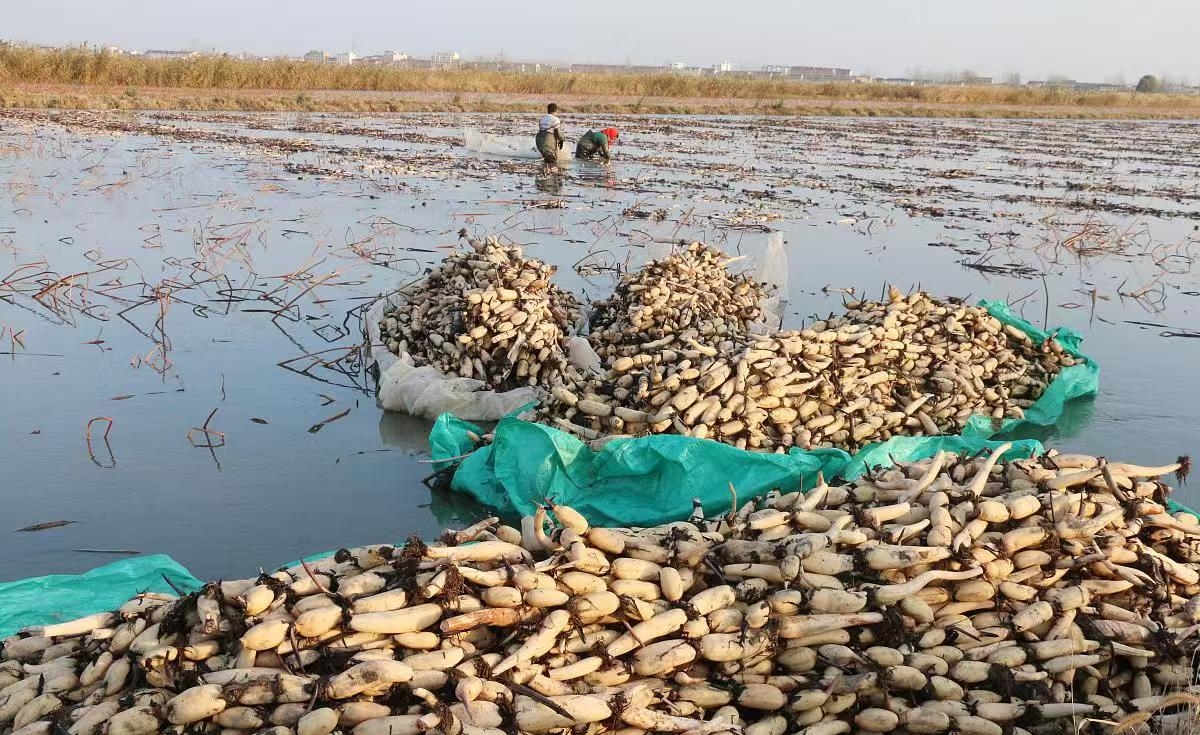 莲藕大田标准化种植布局示意图