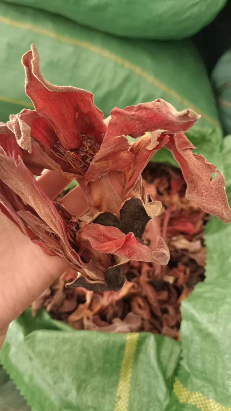 云南木棉花大货直发产地直供全国发货量大从优