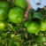 广西贺州特早蜜桔真实报价真实拍摄皮薄肉多口感好全国批发