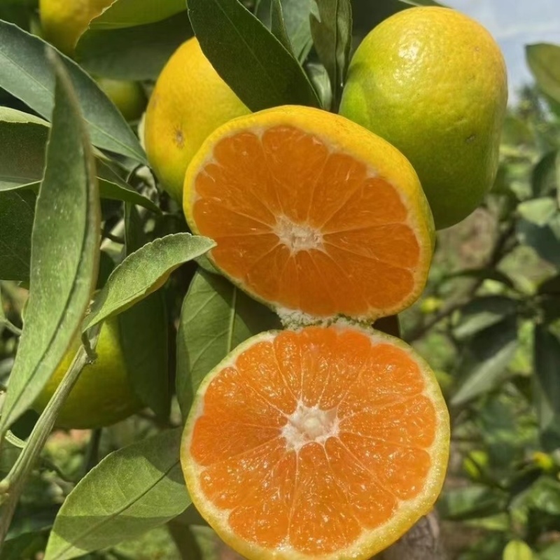 湖北特早蜜橘皮薄多汁甘甜产地直发量大价优欢迎联系