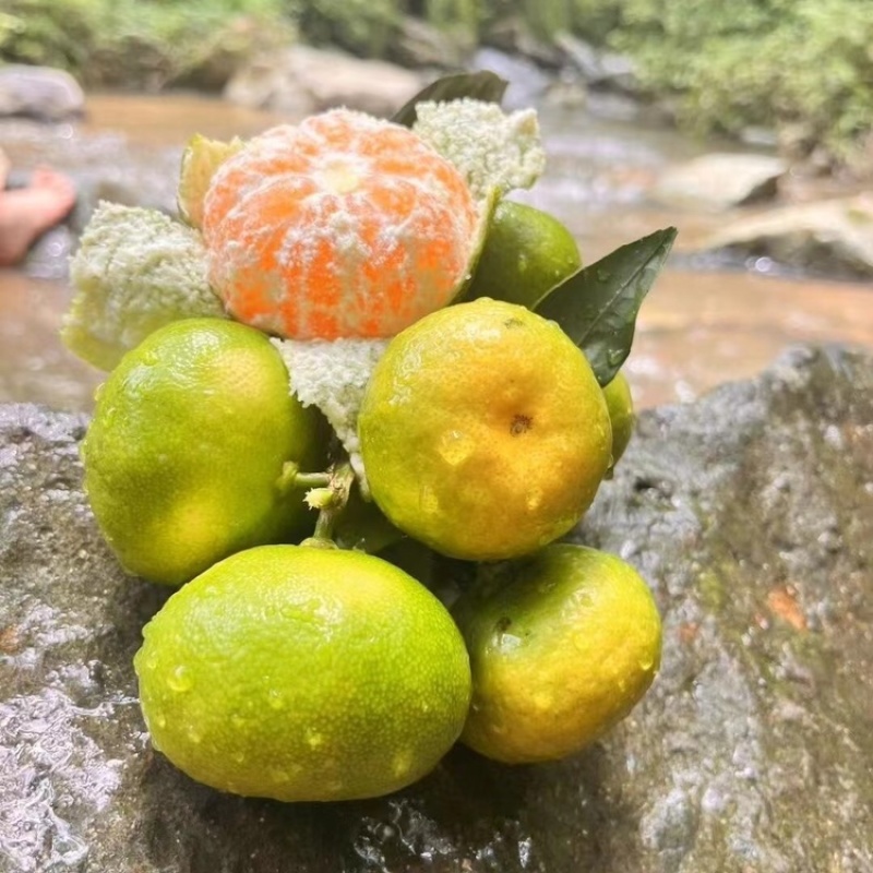 湖北特早蜜橘皮薄多汁甘甜产地直发量大价优欢迎联系