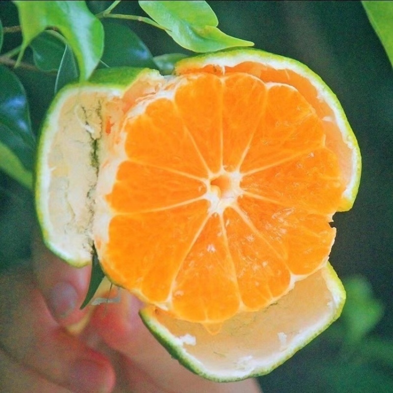 湖北特早蜜橘皮薄多汁甘甜产地直发量大价优欢迎联系