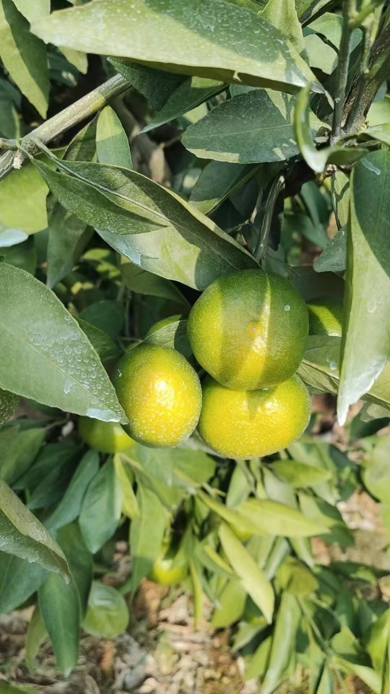 湖北特早蜜橘皮薄多汁甘甜产地直发量大价优欢迎联系