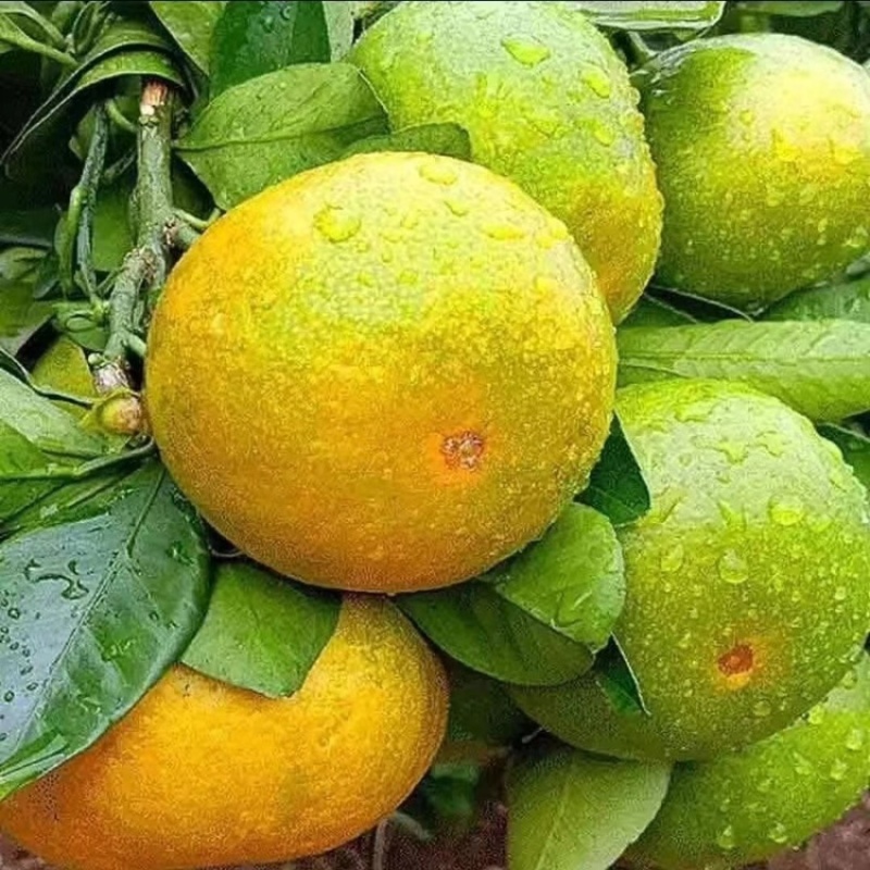湖北特早蜜橘皮薄多汁甘甜产地直发量大价优欢迎联系