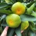 湖北宜昌特早蜜橘大量上市产地直发可对接市场，商超