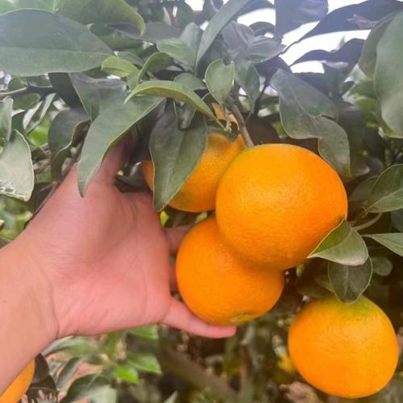爱媛38号果冻橙，新鲜多汁，产地直发，诚信经营