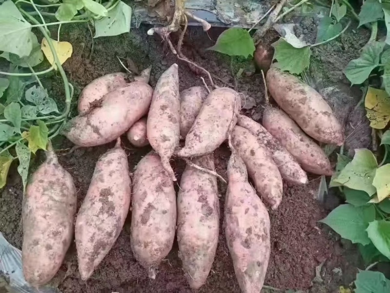 电商龙薯九红薯，龙九商品薯，地瓜，各种规格包装