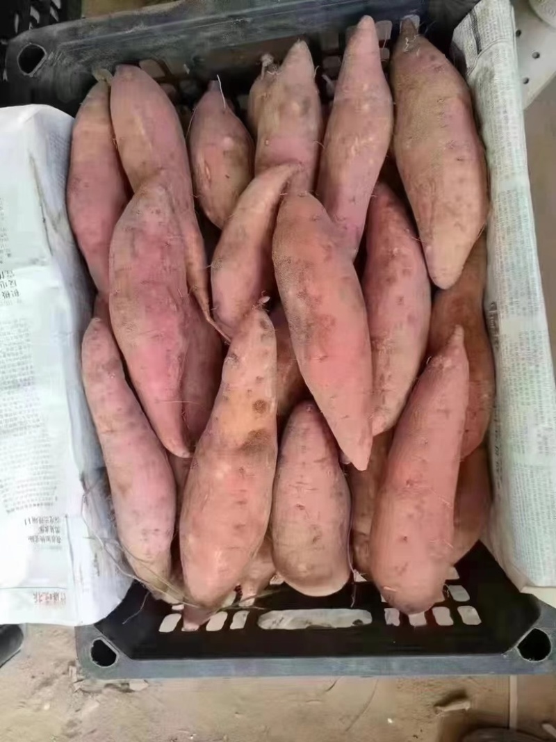 电商龙薯九红薯，龙九商品薯，地瓜，各种规格包装