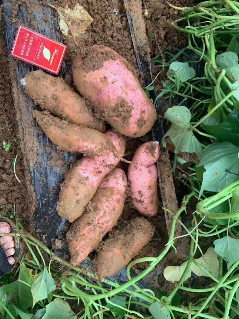 电商龙薯九红薯，龙九商品薯，地瓜，各种规格包装