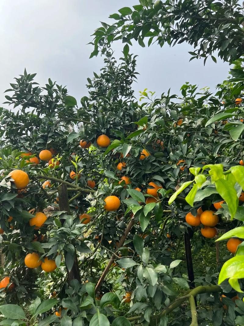 爱媛38号果冻橙，新鲜多汁，产地直发，诚信经营