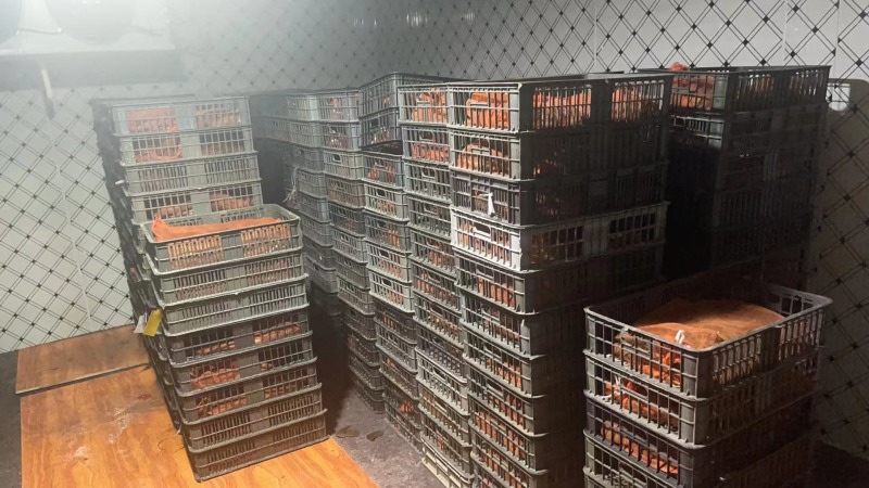 蟾蜍出售江苏连云港蟾蜍养殖销售基地直发量大从优