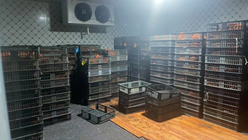 蟾蜍出售江苏连云港蟾蜍养殖销售基地直发量大从优