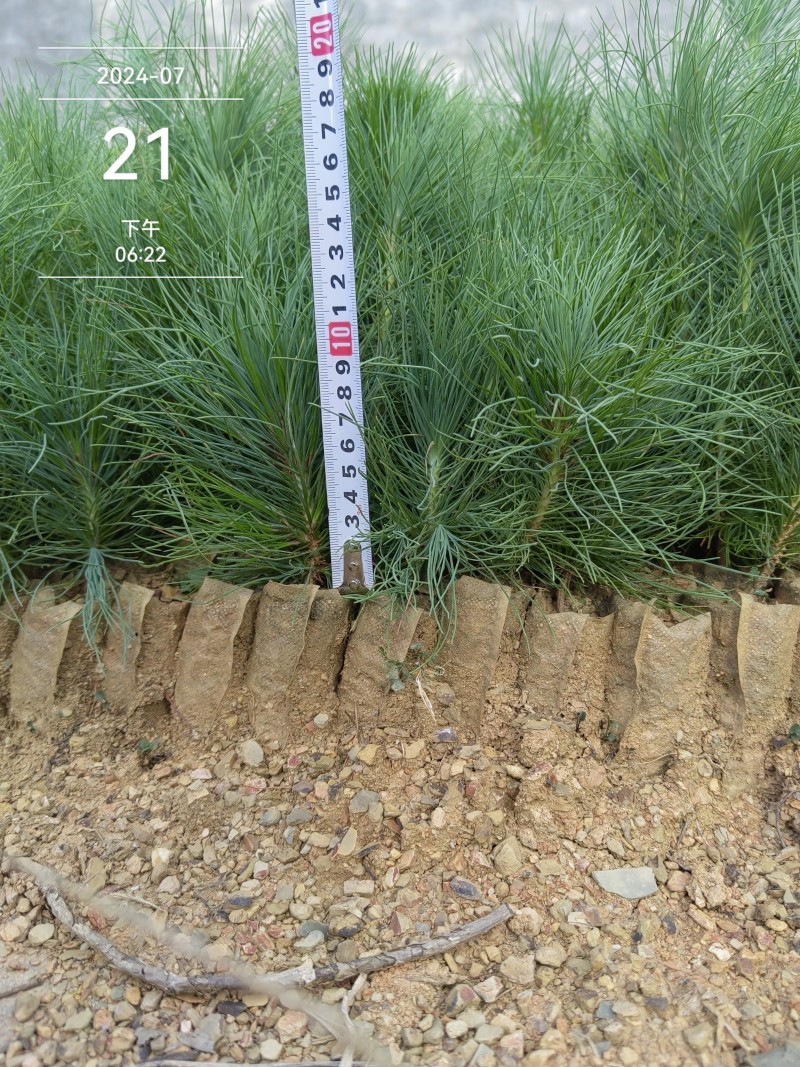 云南松、云南松小袋苗、长毛松货源充足量大价优