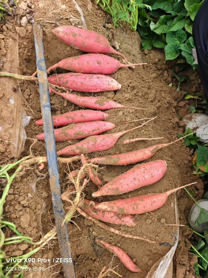 烟薯蜜烤红薯烟薯25内蒙赤峰基地货规格齐全货源足