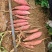 内蒙烟薯25蜜薯赤峰自营基地，烤地瓜专用电商微商