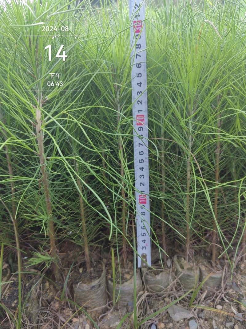 湿地松，湿地美国松，湿地松小苗，一手货源，基地直供