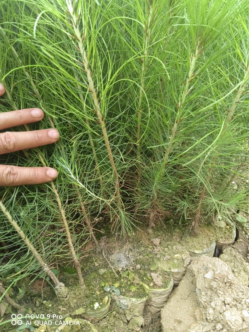 湿地松，湿地美国松，湿地松小苗，一手货源，基地直供