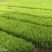 湿地松，湿地美国松，湿地松小苗，一手货源，基地直供