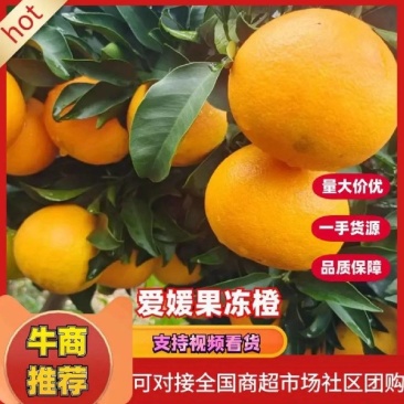 四川爱媛果冻橙，对接市场，电商，商超，工厂等，一手货源。