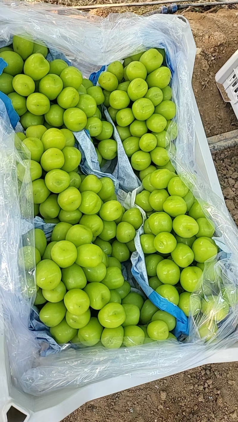 辽宁产地巨峰葡萄阳光玫瑰大量上市。有需要的老板联系