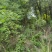 放养跑山鸡7个月