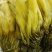 【腌芥菜】华容腌制芥菜诚信经营品质保证可全国发货