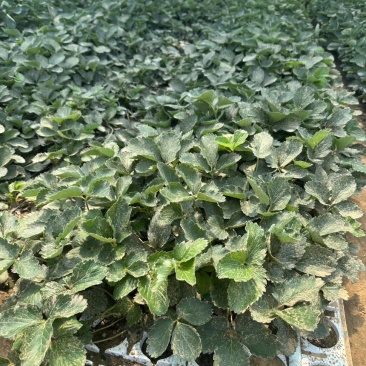 下果比红颜快的草莓苗