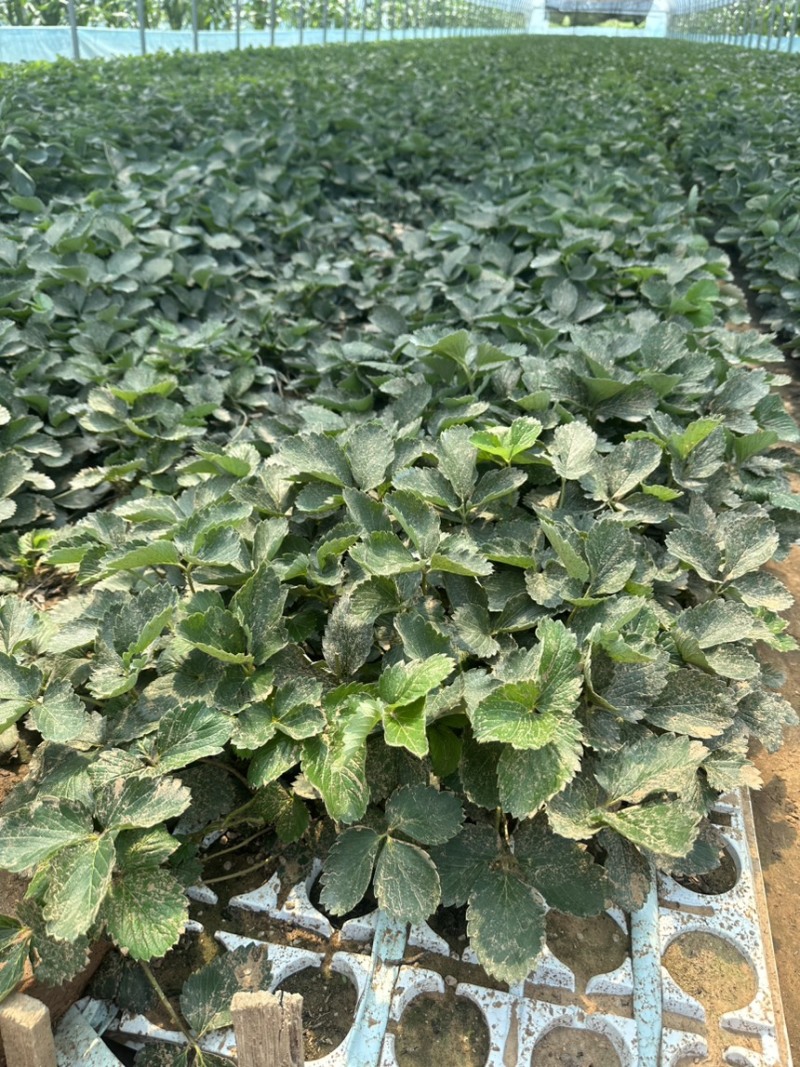 下果比红颜快的草莓苗