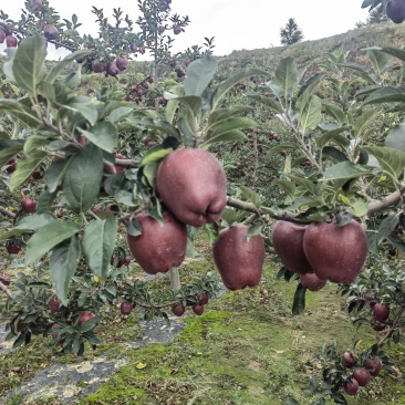 高山花牛苹果产地直供