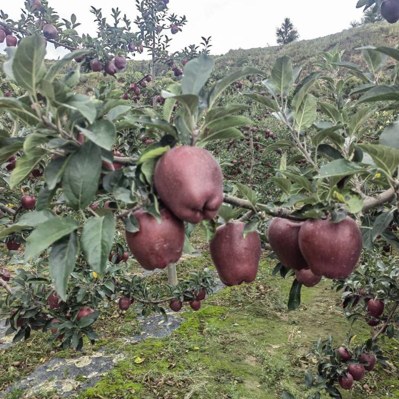 高山花牛苹果产地直供