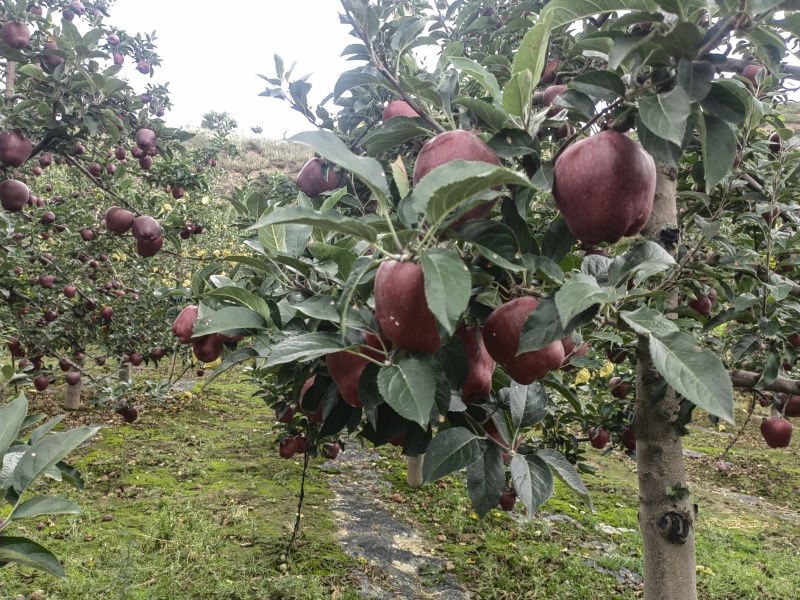 高山花牛苹果产地直供