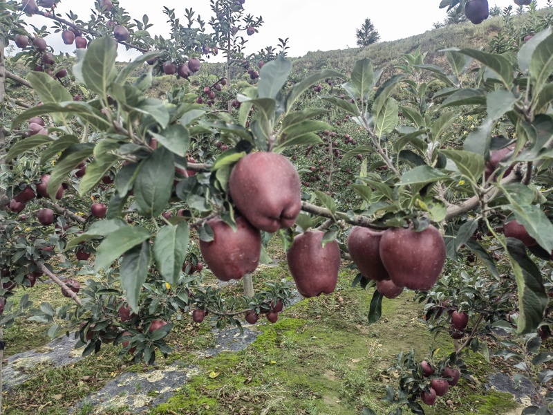 高山花牛苹果产地直供