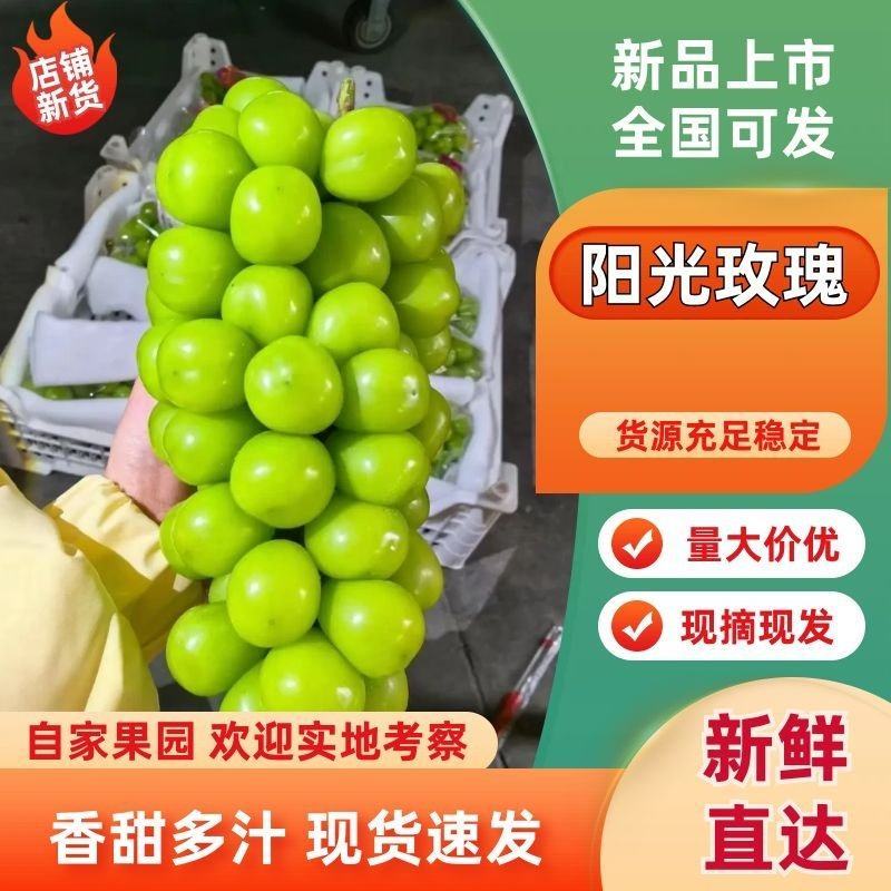 阳光玫瑰葡萄，电商，商超，小贩。市场。有货量大。
