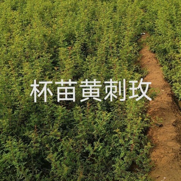 美植袋黄刺玫