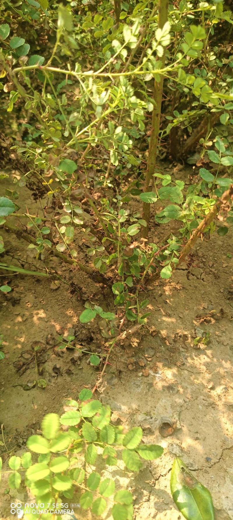 美植袋黄刺玫