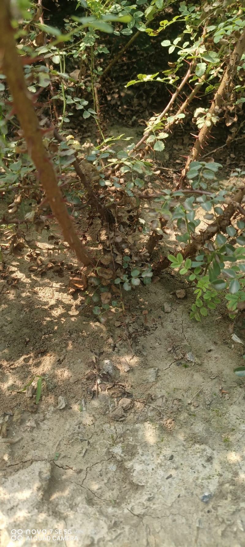 美植袋黄刺玫