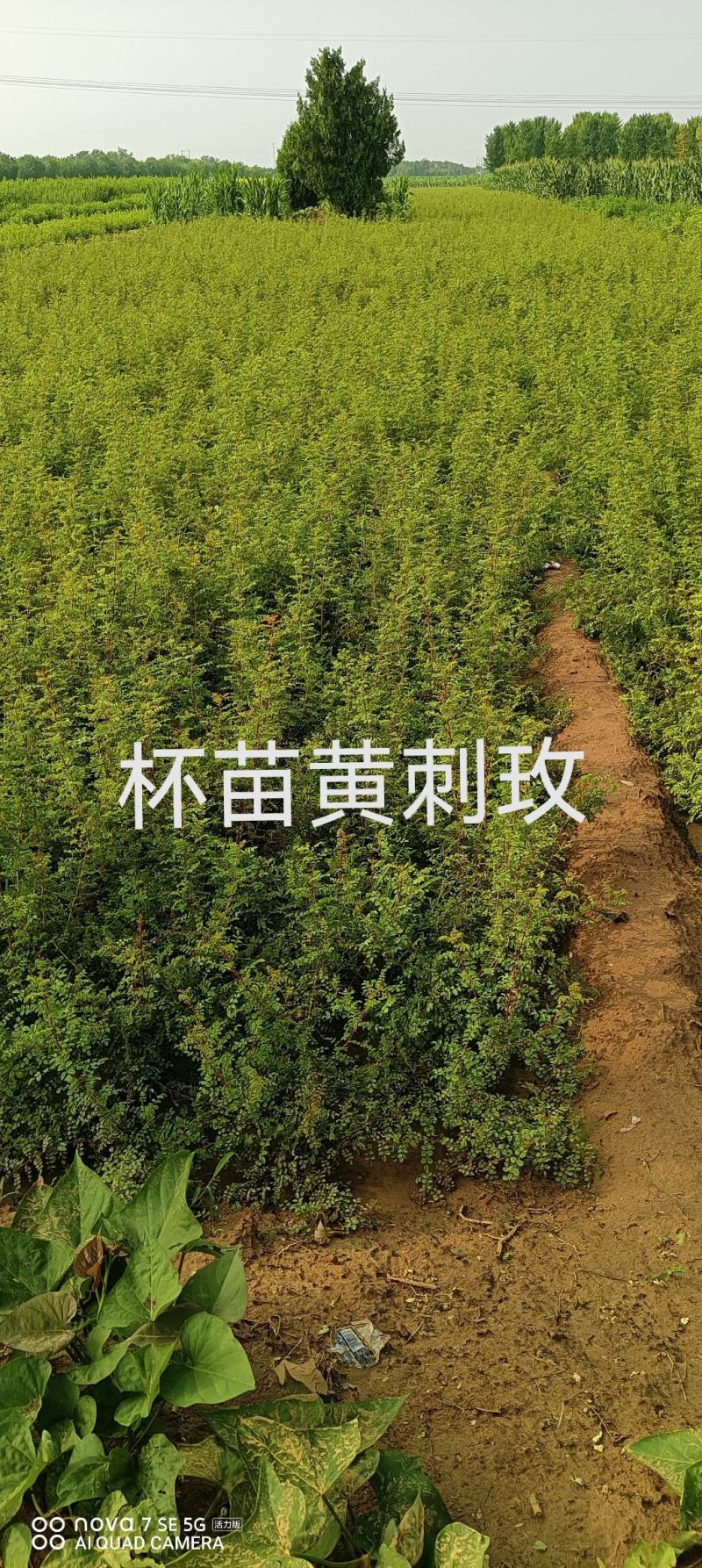 美植袋黄刺玫